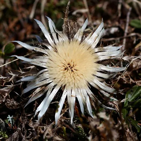 Hotel Gaestehaus Meusburger