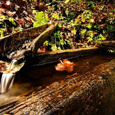 Gaestehaus Meusburger Hotel Bezau
